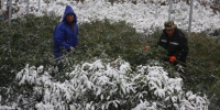 义乌市农林局种苗站人员指导林农做好雨雪冰冻灾害应对工作 - 林业厅