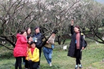 图为：一群市民正在与梅花合影。 柱子 摄 - 浙江新闻网