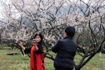 图为：一位市民正在梅花丛中“拗造型”拍照。 柱子 摄 - 浙江新闻网