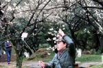 图为：一位市民正在梅花丛中自拍。 柱子 摄 - 浙江新闻网
