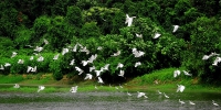 德清县林业局持续加强湿地保护 为珍稀鸟类营建温馨家园 - 林业厅