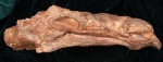 浙江发现最古老的具尾锤新种甲龙——中国缙云甲龙 - 文化厅