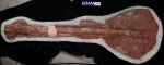 浙江发现最古老的具尾锤新种甲龙——中国缙云甲龙 - 文化厅