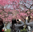图为：游客们正在拍摄梅花。柱子摄 - 浙江新闻网