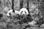 “成就”（右）和“双好”照片由杭州动物园提供 - 浙江新闻网