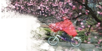 细雨中，匆匆赶路的骑车人从一树梅花旁经过。摄影 快拍小友 @清风伴我行 - 浙江新闻网