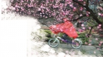 细雨中，匆匆赶路的骑车人从一树梅花旁经过。摄影 快拍小友 @清风伴我行 - 浙江新闻网