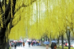 苏轼诗云“：十日春寒不出门，不知江柳已摇村。”杭州就是这样，虽然雨下个不停，但春天的消息已经遮不住了。摄影 快拍小友@里尔 - 浙江新闻网