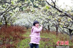 一小女孩在梨花树下游玩。　朱柳融　摄 - 浙江新闻网