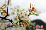 春雨落在梨花上,呈现“梨花带雨”景致。　朱柳融　摄 - 浙江新闻网