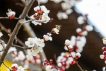 图为：园区内盛开的樱花。 马赛 摄 - 浙江新闻网