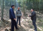 省林科院教授深入景宁县东坑镇指导毛竹林下种植多花黄精 - 林业厅