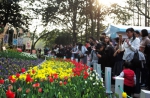 图为：市民游客正在大片的郁金香前赏花。 颜石斌（通讯员） 摄 - 浙江新闻网