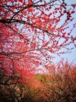 图为：色彩鲜艳的红梅。 陈福（通讯员） 摄 - 浙江新闻网