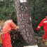 莲都区对重点松树开展重点防疫 - 林业厅