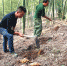 毛竹当菜种 武义竹农挖一天竹笋抵白领三天薪水 - 林业厅
