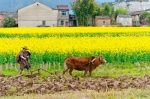 图为村民在油菜花田里耕牛。周丽芳 摄 - 浙江新闻网