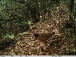 九龙山保护区管理局完成红外相机监测　珍稀野生动物频入镜 - 林业厅