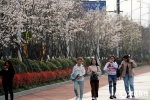 杭州最美跑道赏樱正当时 - 互联星空