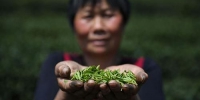 3月28日，一位采茶工正在展示采摘的龙井芽叶。 中新社记者 王刚 摄 - 浙江新闻网