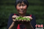 3月28日，一位采茶工正在展示采摘的龙井芽叶。 中新社记者 王刚 摄 - 浙江新闻网
