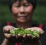 3月28日，一位采茶工正在展示采摘的龙井芽叶。 中新社记者 王刚 摄 - 浙江网
