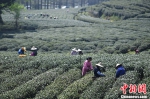 3月28日，采茶工们正在采摘龙井新茶。 中新社记者 王刚 摄 - 浙江网