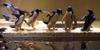 3月30日，木雕作品《企鹅》亮相杭州。 中新社记者 王刚 摄 - 浙江新闻网