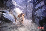 西藏藏东今年首季度捕捉56次雪豹活动影像 - 浙江新闻网