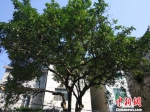 在开化县华埠镇，说起“香泡树底”没有人不知道。它见证了陈毅率领新四军在开化集结的事儿。　周禹龙 摄 - 浙江新闻网