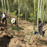 安吉县林业局开展毛竹林下七叶一枝花种植试验 - 林业厅