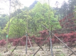 永康市林场积极开展彩色健康森林种植工作 - 林业厅
