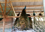 孤单的蓝孔雀重回养殖场 - 林业厅