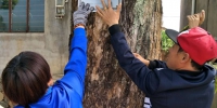 新昌县全面启动古树名木挂牌保护工作 - 林业厅