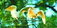 湖州：保护鸟类资源守护绿水青山 - 林业厅
