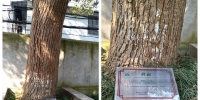 温岭市古树名木，全换上了新“铭牌” - 林业厅