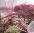 荟萃全球1000多种奇花异卉 首届世界花园大会月底海宁开幕 - 林业厅
