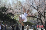 4月25日，长春市杏花村公园内杏花绽放，几名舞者在公园内跳起钢管舞，吸引市民观看。刘栋 摄 - 浙江新闻网