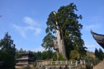 景宁1500岁“柳杉王”入选中国最美古树 - 林业厅