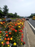 宁波开启“繁花似锦模式” 多条月季花卉景观大道将亮相 - 林业厅