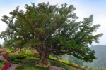 临海市中岙村百日青获评“中国最美古树” - 林业厅