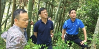省林业厅检查指导泰顺松材线虫病除治工作 - 林业厅