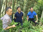 省林业厅检查指导泰顺松材线虫病除治工作 - 林业厅