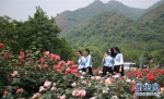 来自成都的大学生在位于四川绵竹市的“中国玫瑰谷”游览拍照（4月18日摄）。新华社记者 张帆 摄 图片来源：新华网 - 浙江新闻网