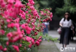 杭州花圃 月季竞香 - 互联星空