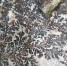 这种岩石又称树枝石，俗称“假化石”。蔡思宽 摄 - 浙江新闻网