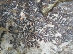 这种岩石又称树枝石，俗称“假化石”。蔡思宽 摄 - 浙江新闻网