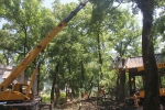 温岭市农林局为古树修枝消除安全隐患 - 林业厅