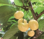 历经几十年 杭州终于种出了完美樱桃 甜、鲜、水分充足 - 杭州网