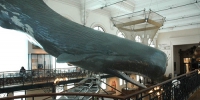 来自摩纳哥的“抹香鲸”抵达浙江自然博物院安吉馆区 - 文化厅